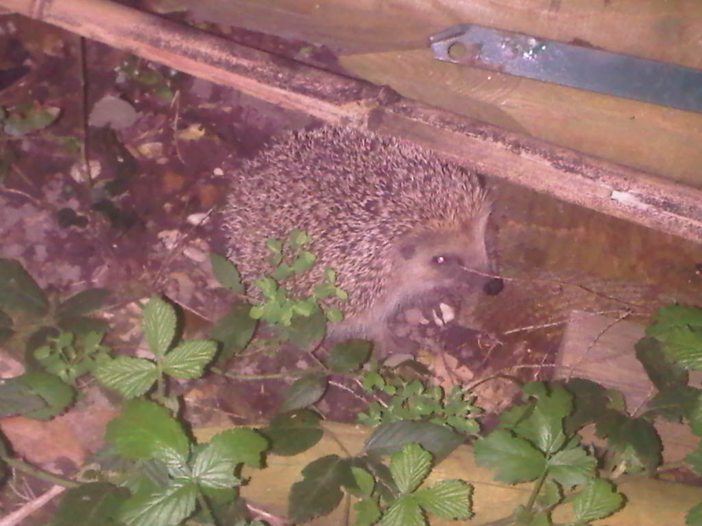 IMG00148-20110405-2223