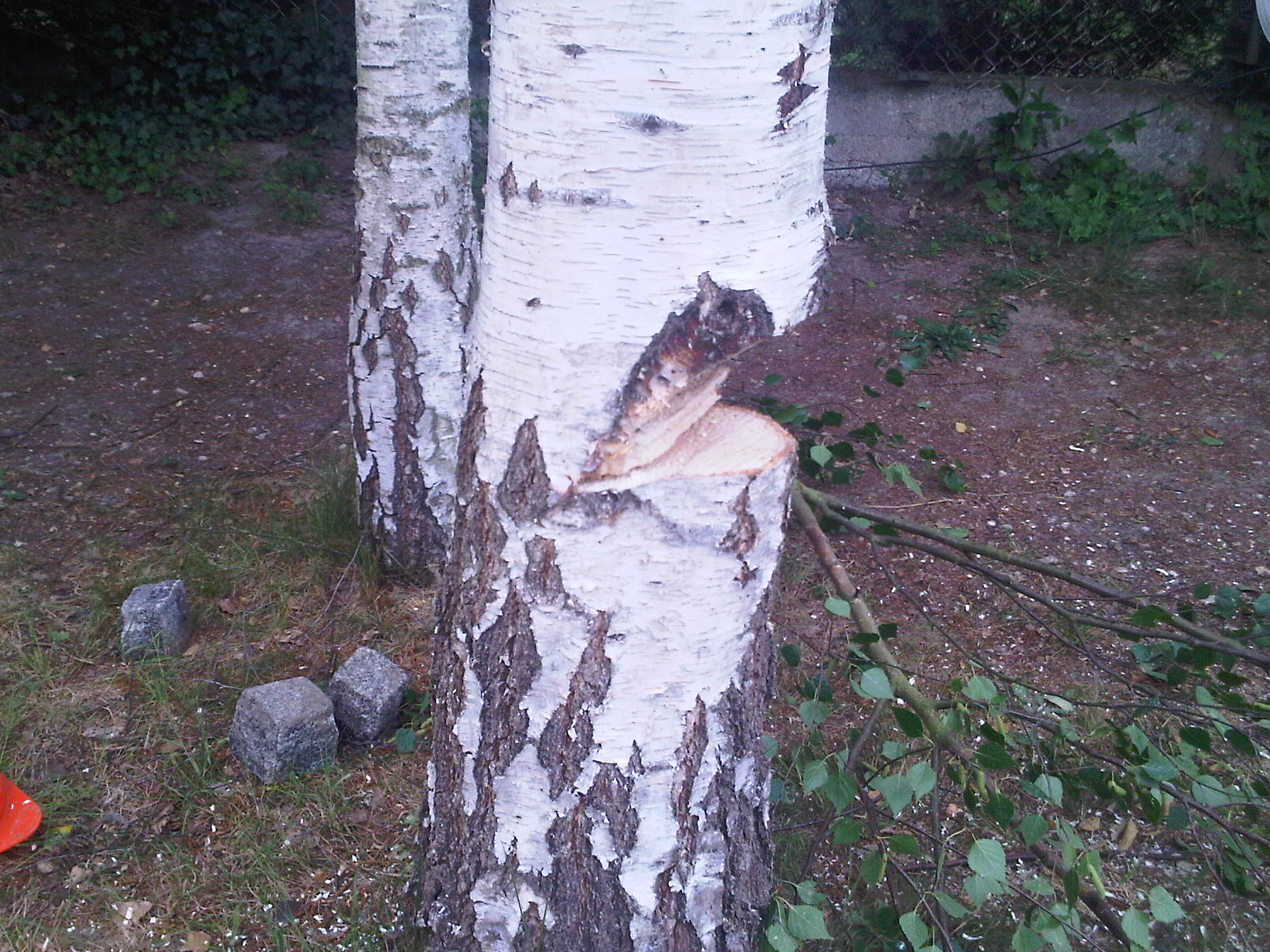 IMG00198-20110526-1616