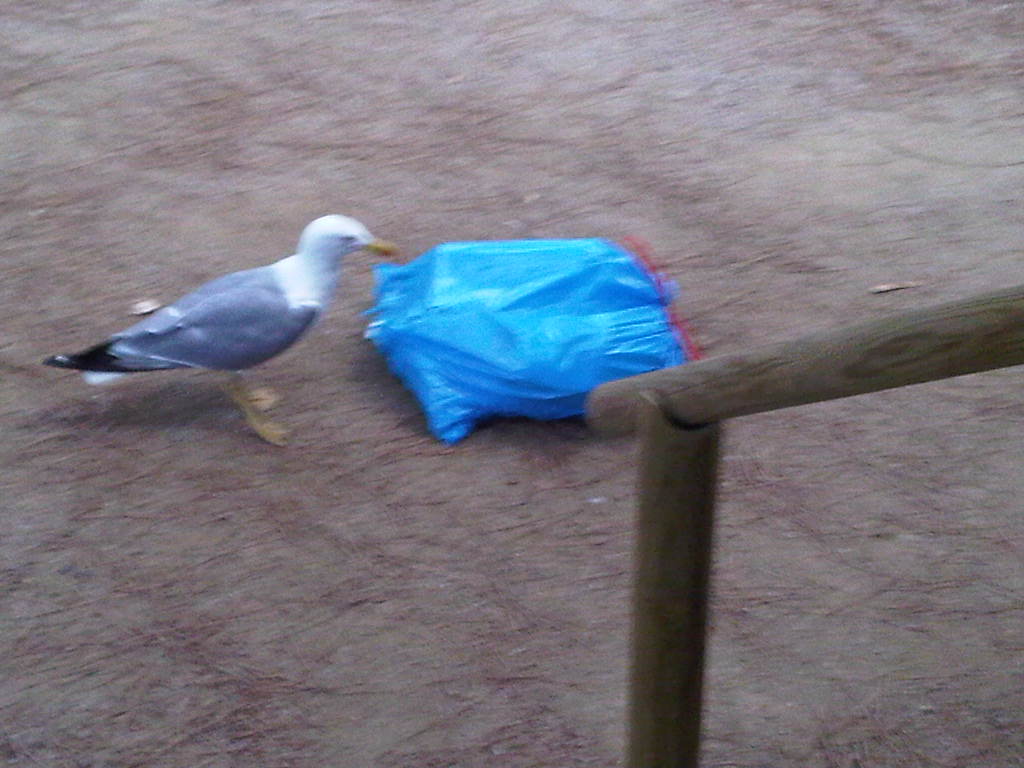 IMG00242-20110715-0657